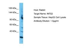 INT2 Rabbit anti-Human, Polyclonal, Novus Biologicals 0.1 mL | Buy Online | Novus Biologicals | Fisher Scientific